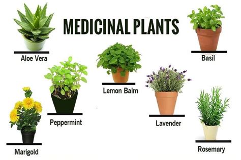 Medicinal Plants Locations .